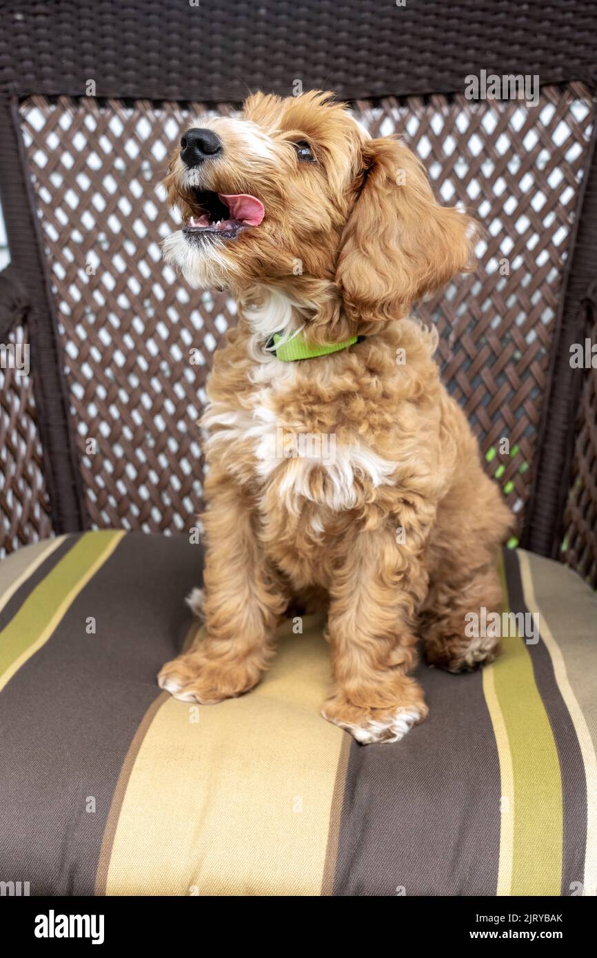 Issaquah, Washington, USA.  3-month old Aussiedoodle puppy named 'Bella' sitting on the cushion of a wicker patio chair.  (PR) Stock Photo