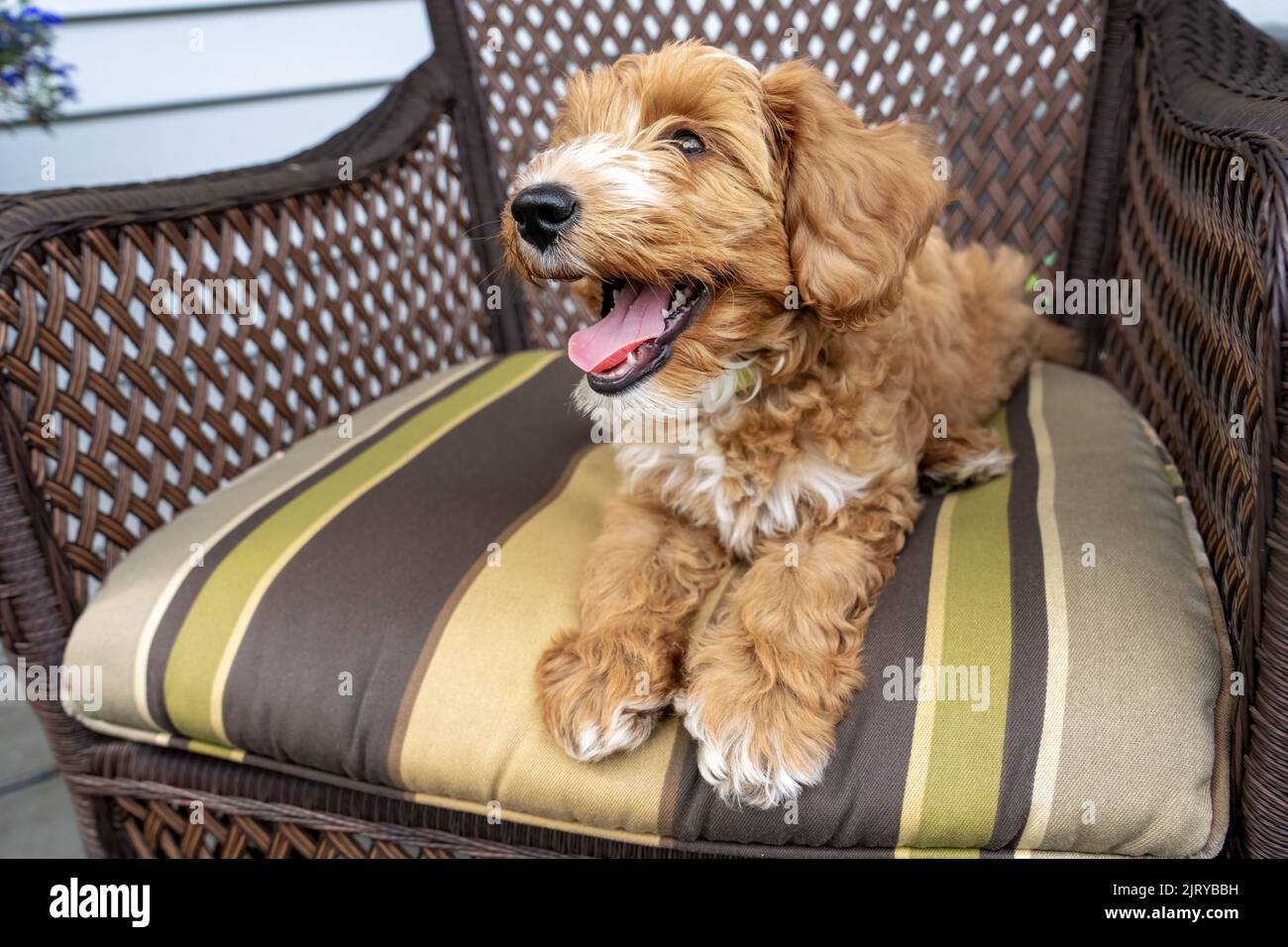 Issaquah, Washington, USA.  3-month old Aussiedoodle puppy named 'Bella' reclining on a chushion of a wicker patio chair.  (PR) Stock Photo