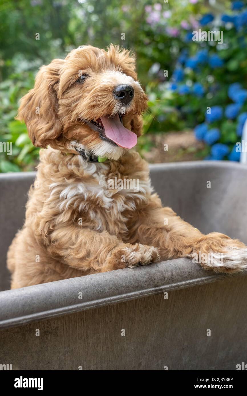 Issaquah, Washington, USA.  3-month old Aussiedoodle puppy named 'Bella' standing up in a plastic wheelbarrow.  (PR) Stock Photo