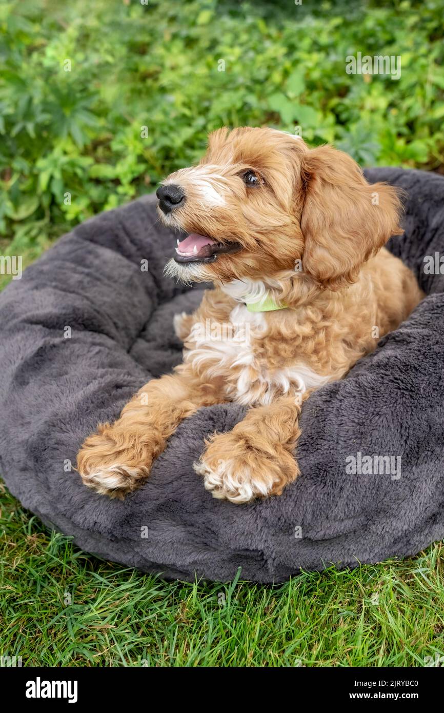 Issaquah, Washington, USA.  3-month old Aussiedoodle puppy named 'Bella' resting outside on her bed.  (PR) Stock Photo