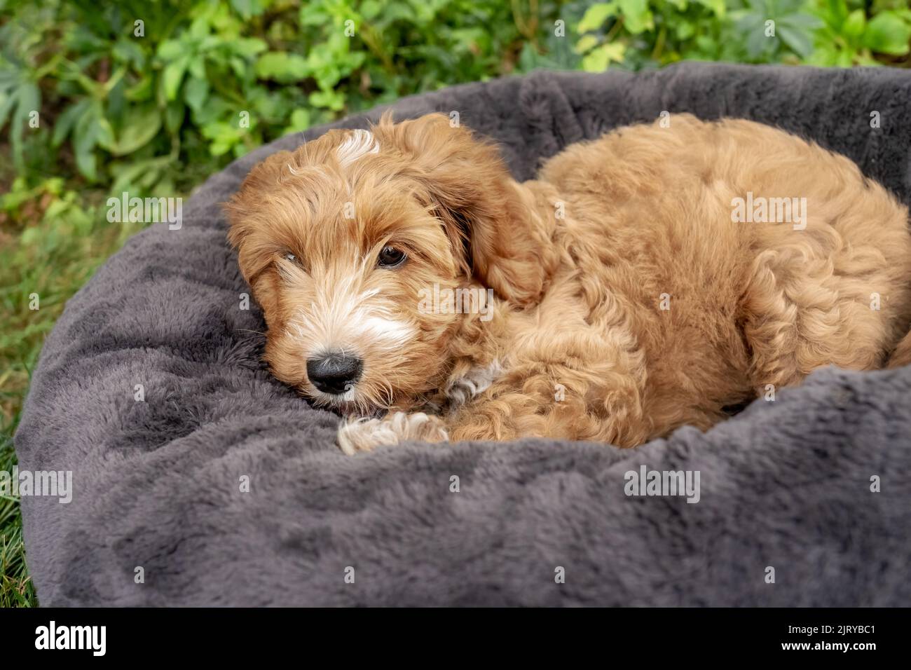 Issaquah, Washington, USA.  3-month old Aussiedoodle puppy named 'Bella' resting sleepily in her bed outside.  (PR) Stock Photo