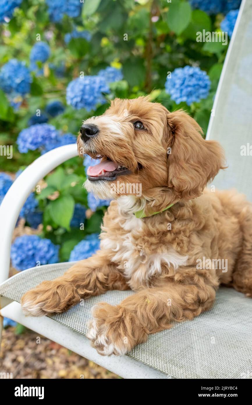 Issaquah, Washington, USA.  3-month old Aussiedoodle puppy named 'Bella' reclining on a patio chair next to hydrangeas.   (PR) Stock Photo