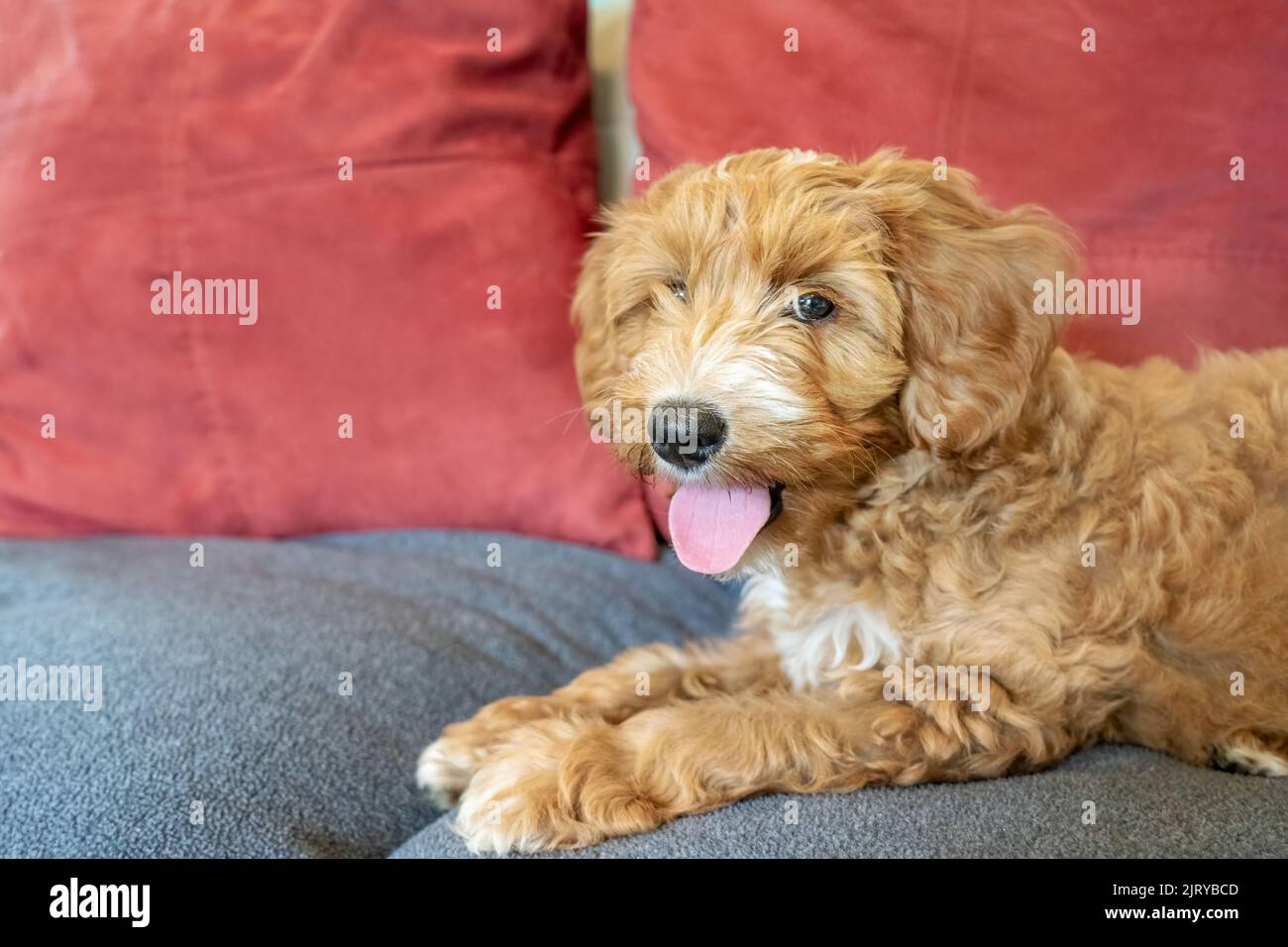 Issaquah, Washington, USA.  3-month old Aussiedoodle puppy named 'Bella' reclining on a sofa.  (PR) Stock Photo