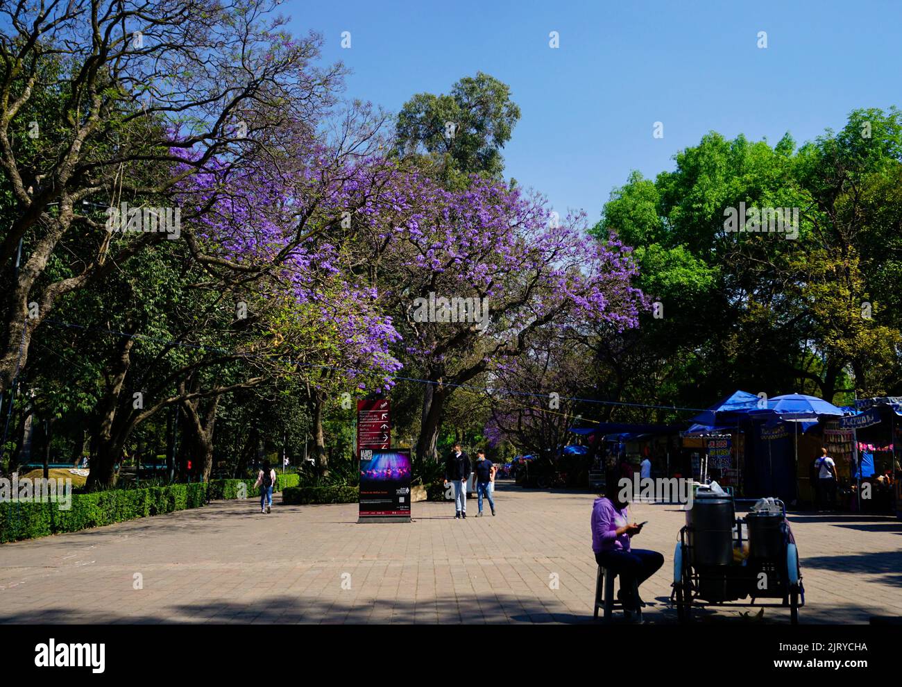 Jacaranda trees, Chapultepec Park, Mexico City, Mexico Stock Photo