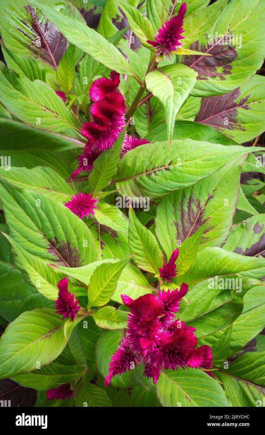top view of velvet plant with red flowers, celosia cristata or argentea, also known as cockscomb, common garden plant, full frame Stock Photo