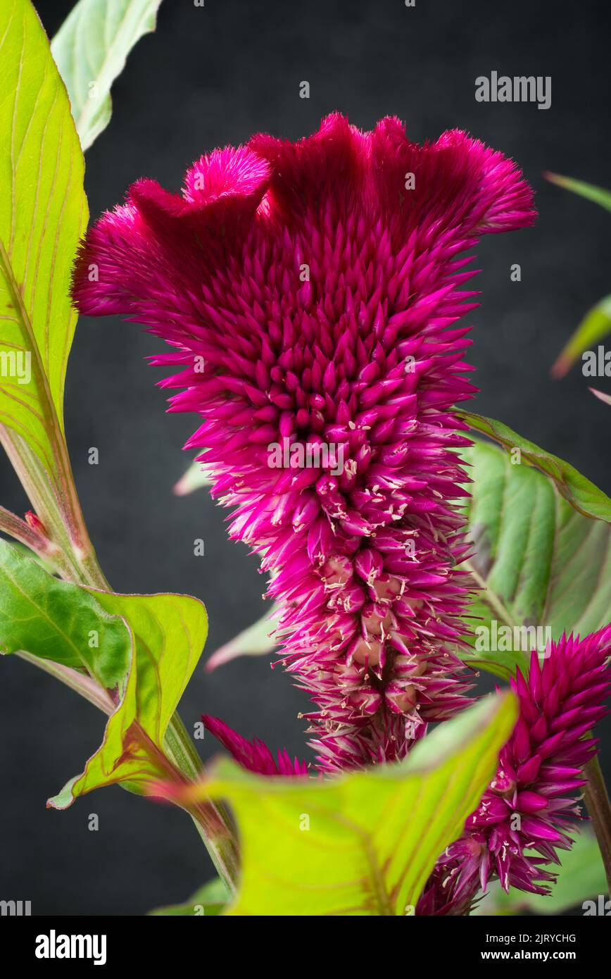 close-up macro view of red velvet flower, celosia cristata or argentea, also known as cockscomb, common garden plant Stock Photo