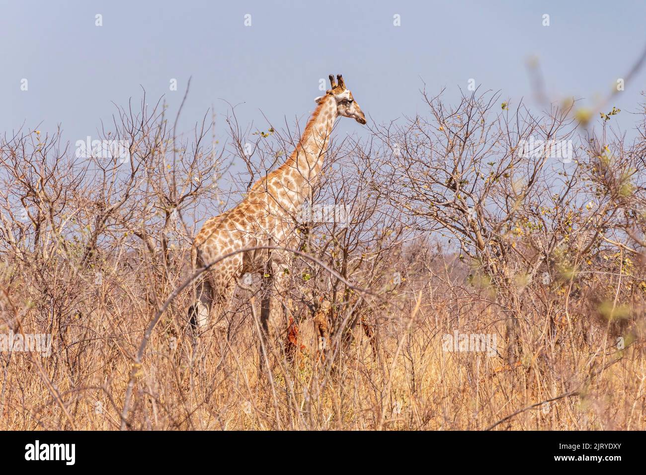 Giraffes in chobe park hi-res stock photography and images - Alamy