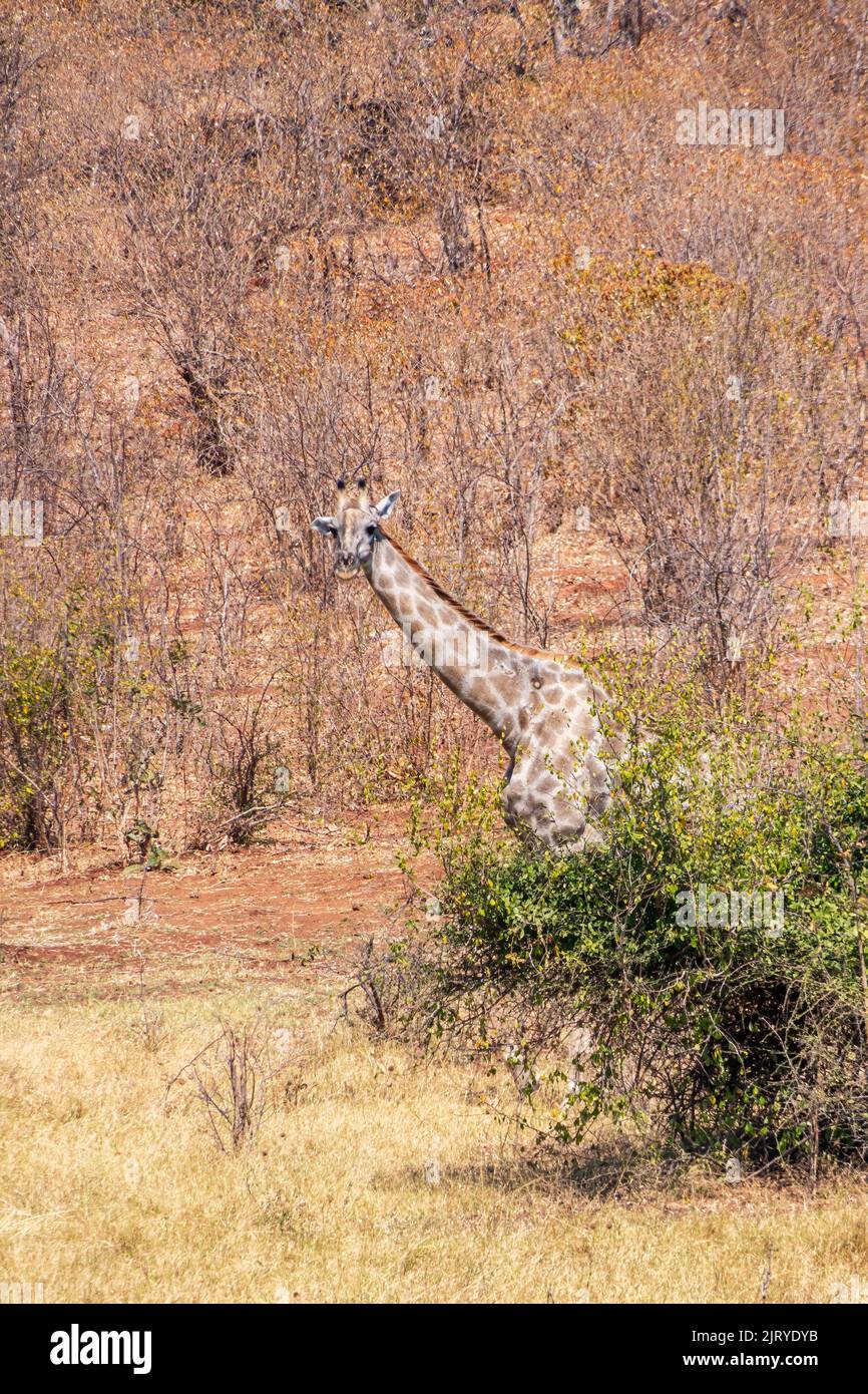 African giraffes among dry bushes and trees. Chobe National Park. Botswana Stock Photo