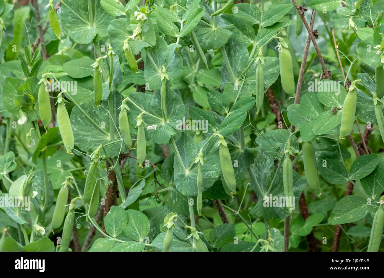 Pea (Pisum sativum) pods on the bush Stock Photo