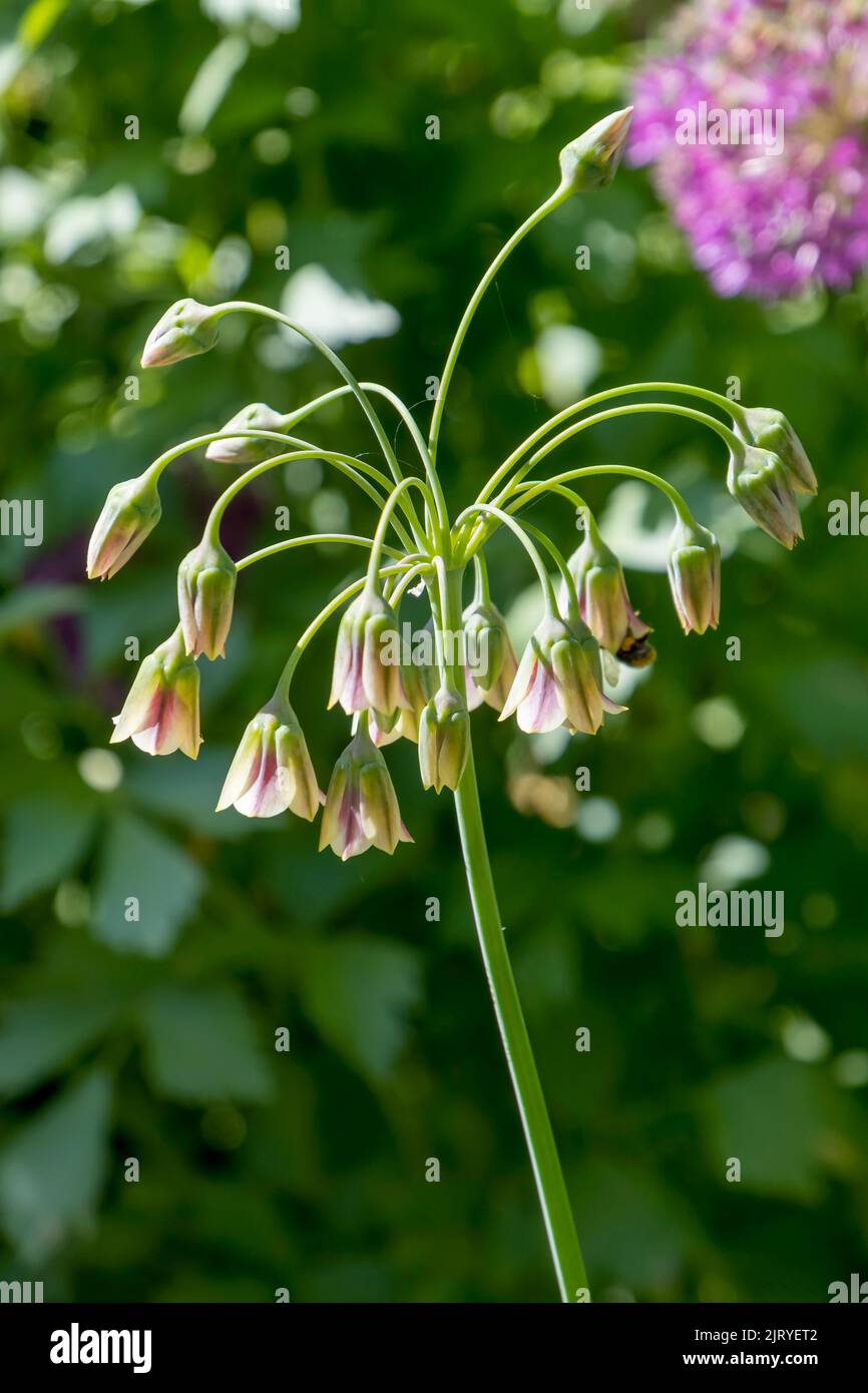 Honey garlic (Allium siculum), Muensterland, North Rhine-Westphalia, Germany Stock Photo