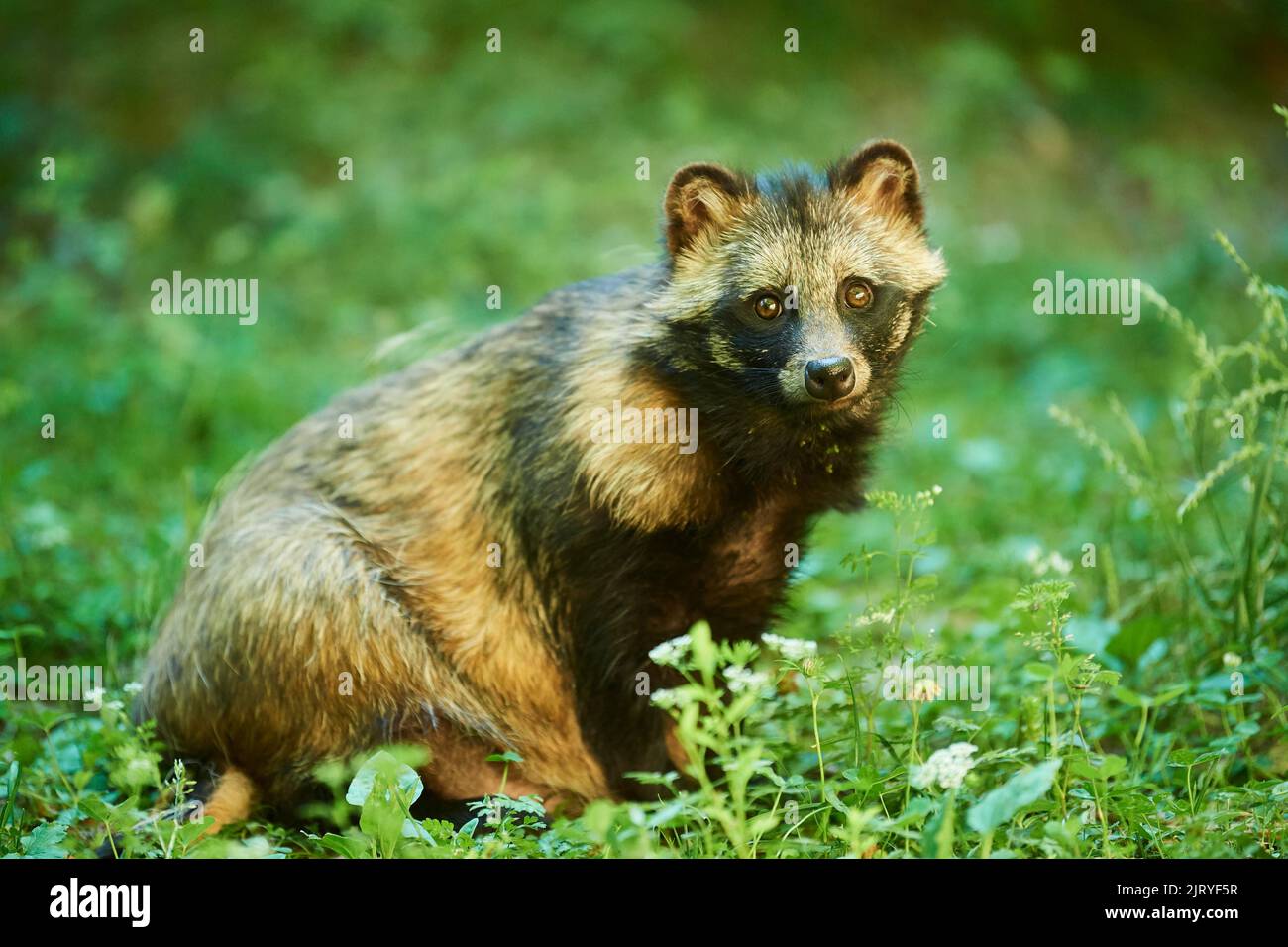 Common raccoon dog (Nyctereutes procyonoides) sitting in a forest ...