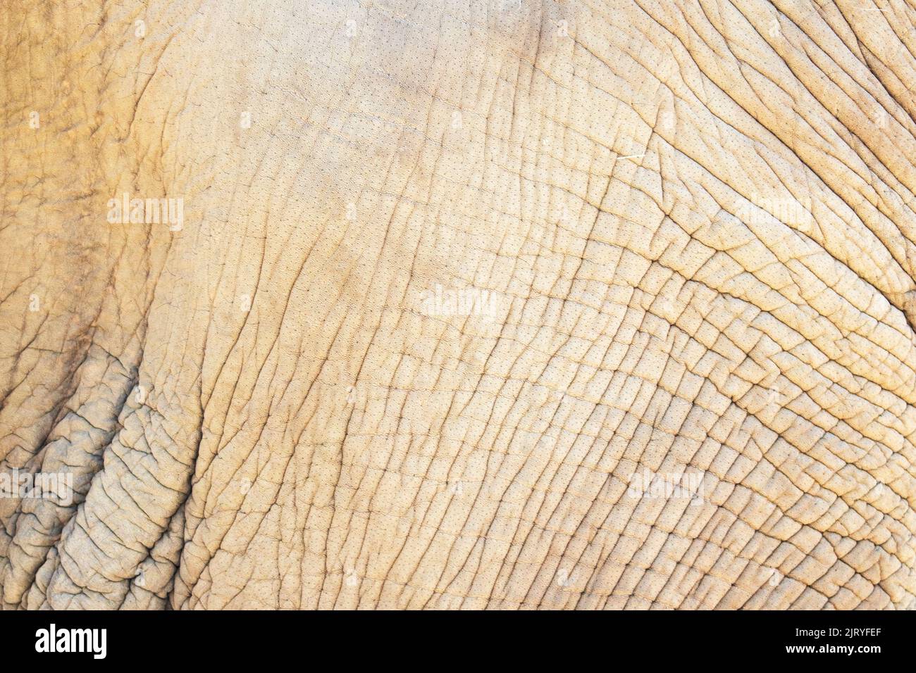 the texture of elephant skin. animal texture. animals of africa Stock