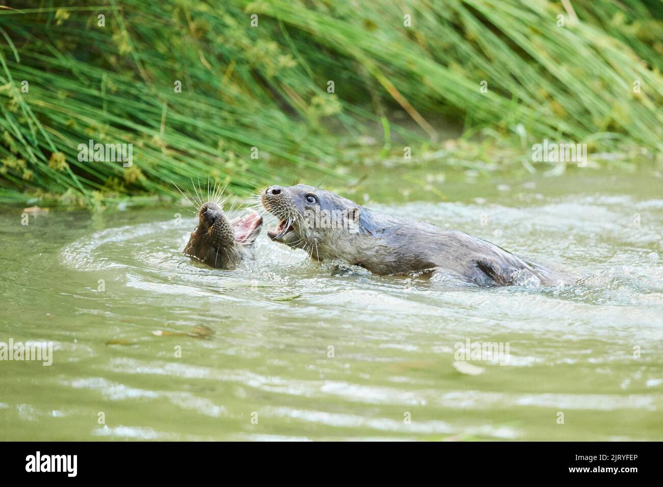 Eurasian (Lutra lutra) otters playing in a little lake, Bavaria ...