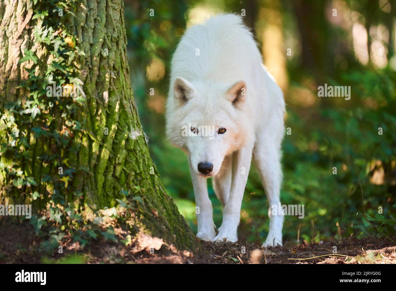 Arctic wolf (Canis lupus arctos) in a forest, captive, Hessen, Bavaria ...