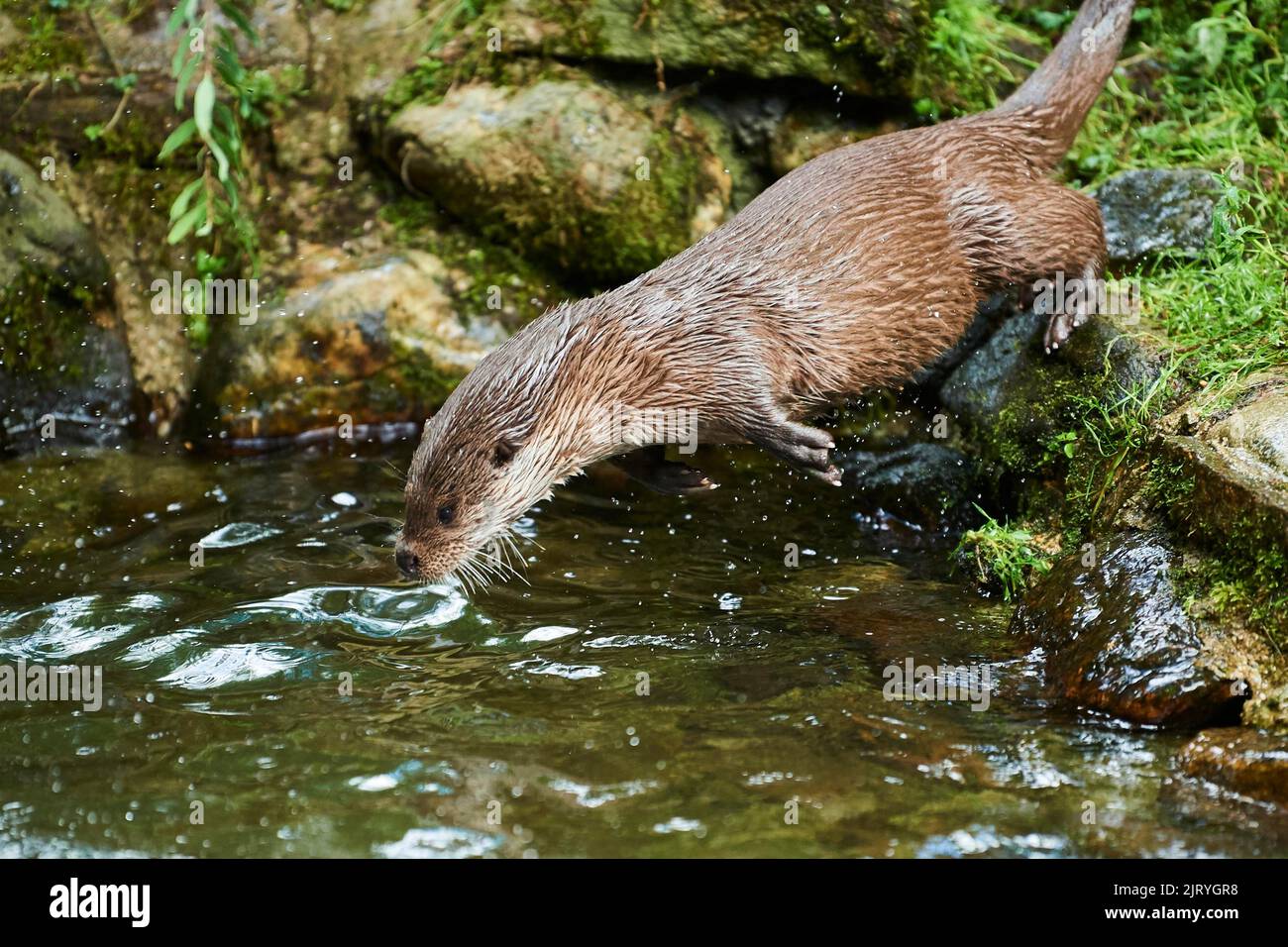 Eurasian otter (Lutra lutra), jumping into the water, Bavaria, Germany ...