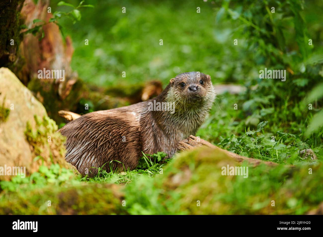 Eurasian otter (Lutra lutra) in the grass, Bavaria, Germany Stock Photo