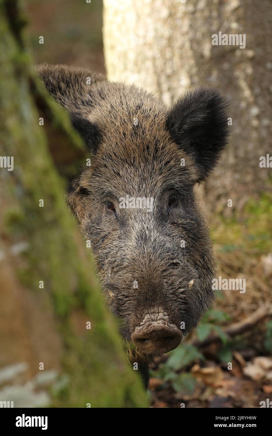 Wild boar (Sus scrofa) wild boar securing behind a tree, Allgaeu ...