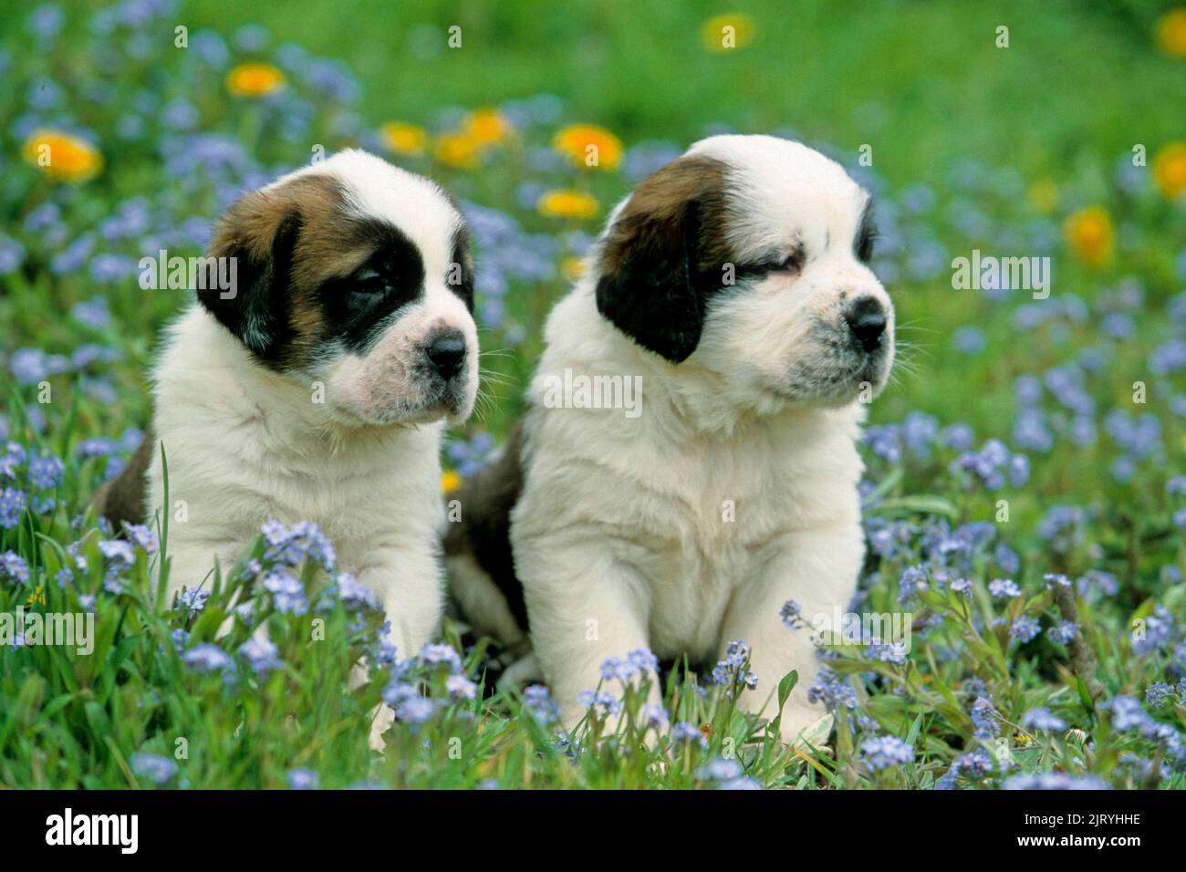 8 week store old saint bernard