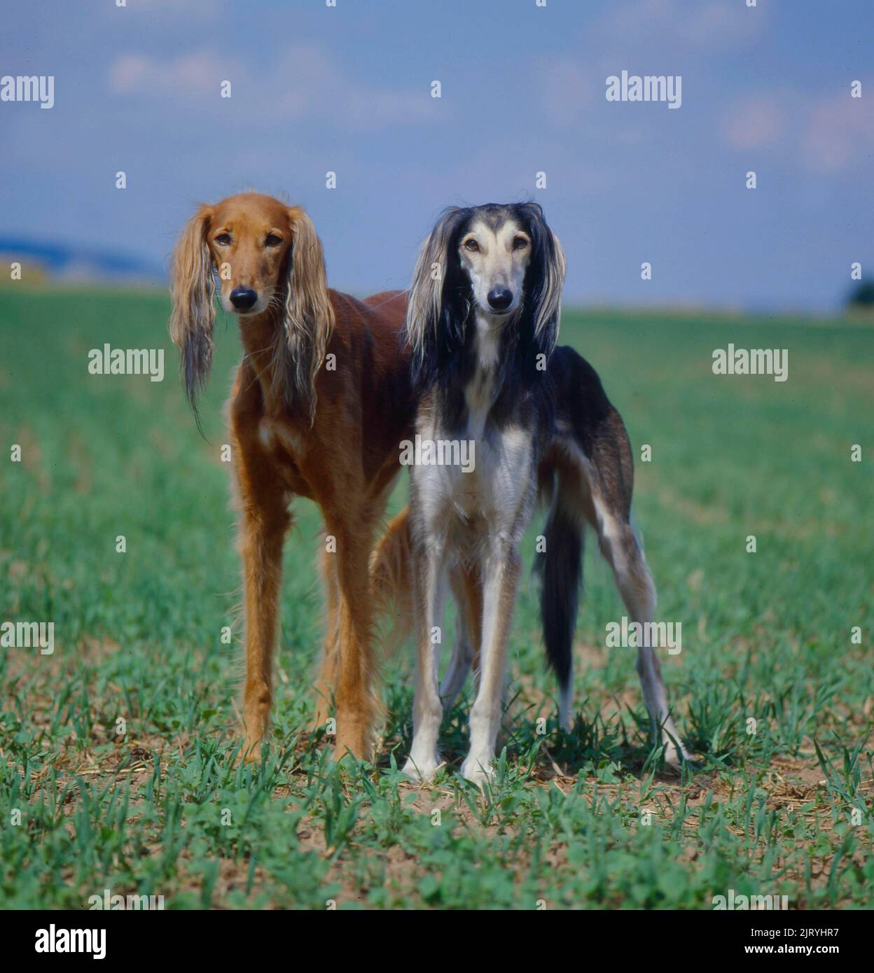 Salukis, greyhounds Persian greyhound Stock Photo Alamy