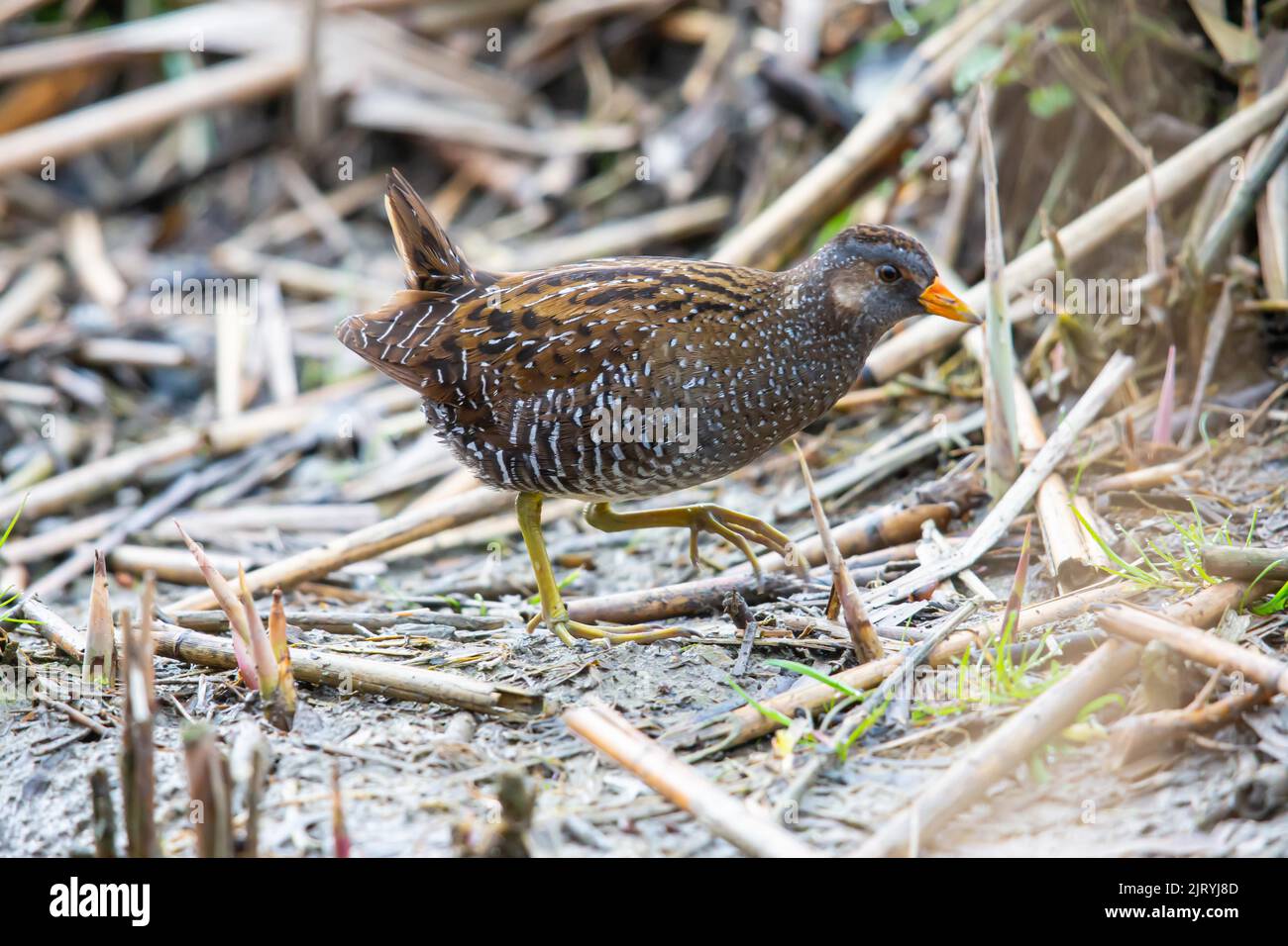 Spotted Crake (Porzana porzana) Germany Stock Photo Alamy