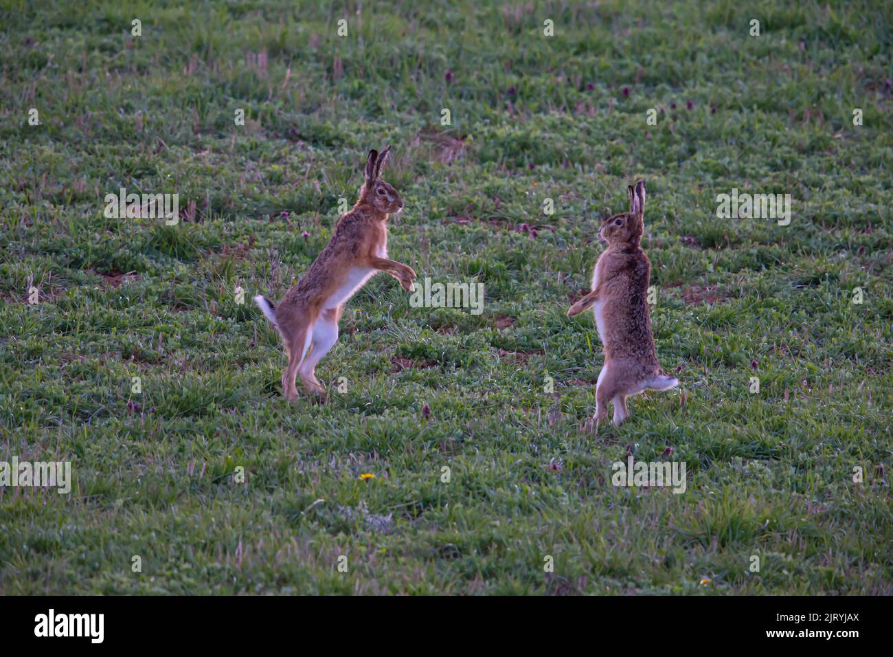 Cape hare (Lepus capensis) Mating behaviour, Germany Stock Photo