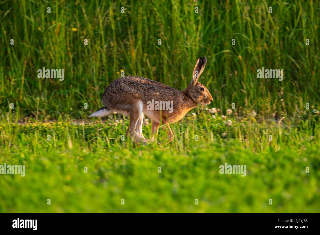 Cape hare (Lepus capensis) Germany Stock Photo