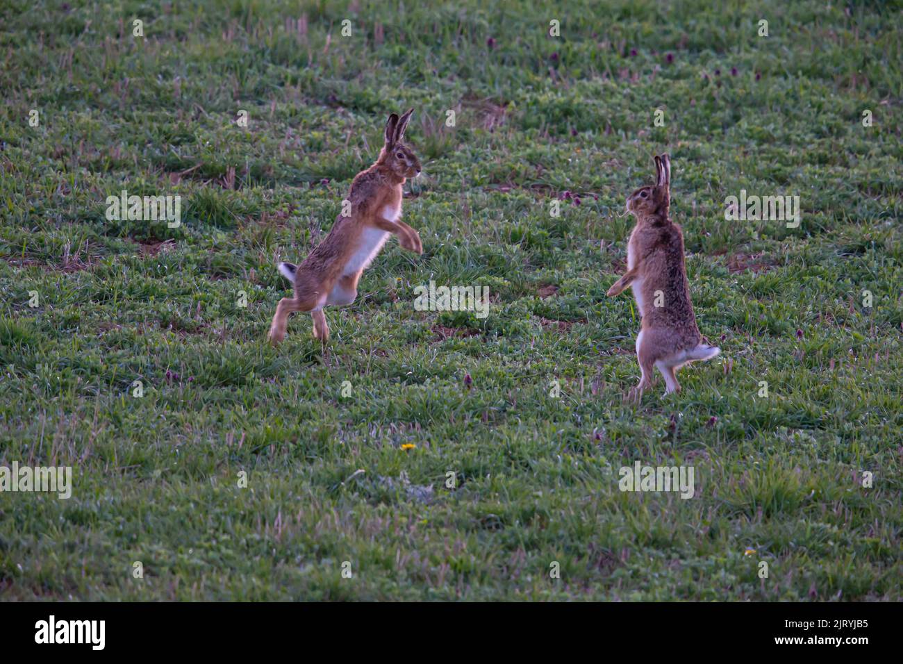 Cape hare (Lepus capensis) Mating behaviour, Germany Stock Photo