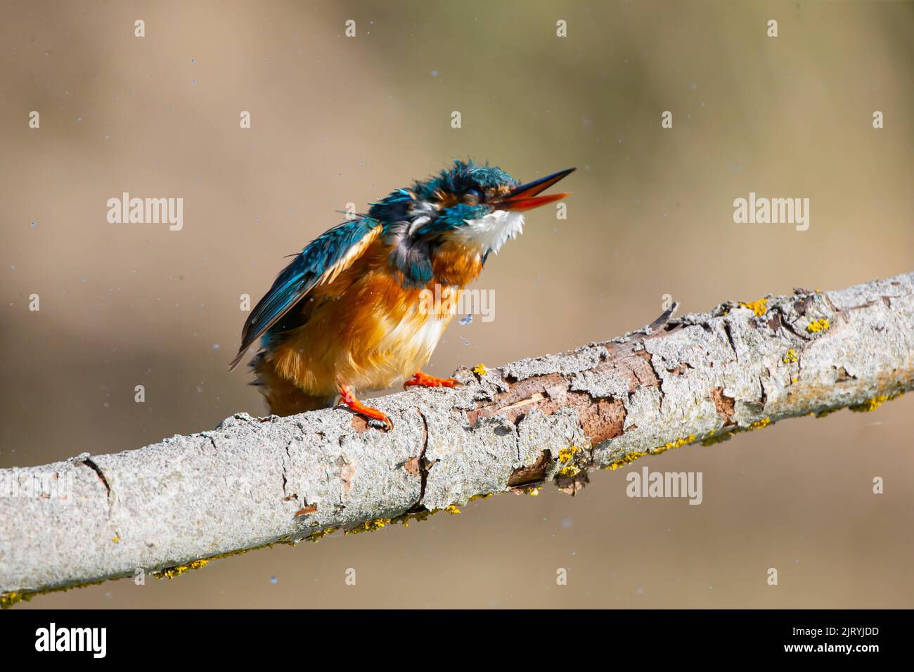 Common kingfisher (Alcedo atthis) male, shaking and preening, Germany ...