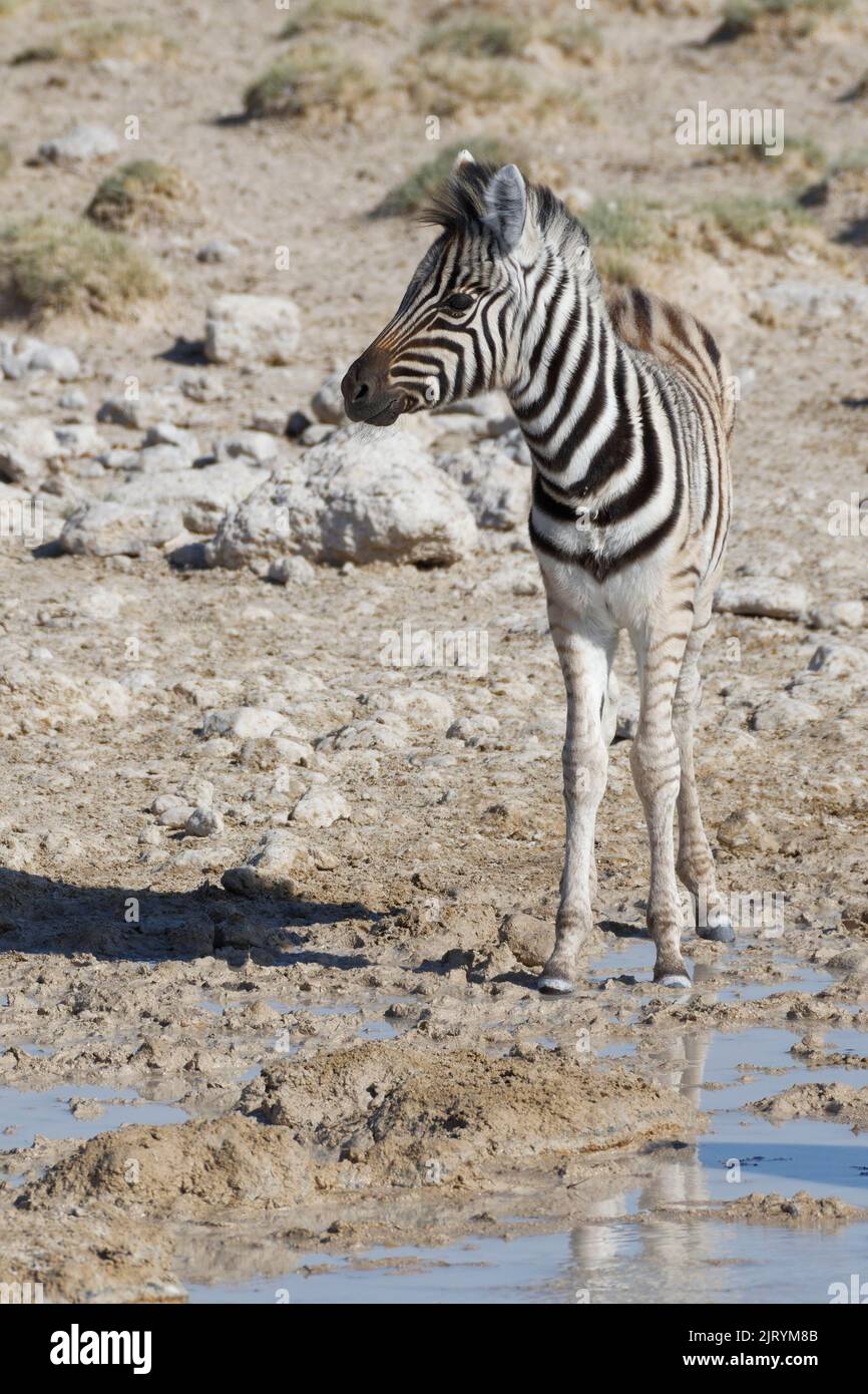 Burchells zebra (Equus quagga burchellii), zebra foal standing at waterhole, Etosha National Park, Namibia, Africa Stock Photo