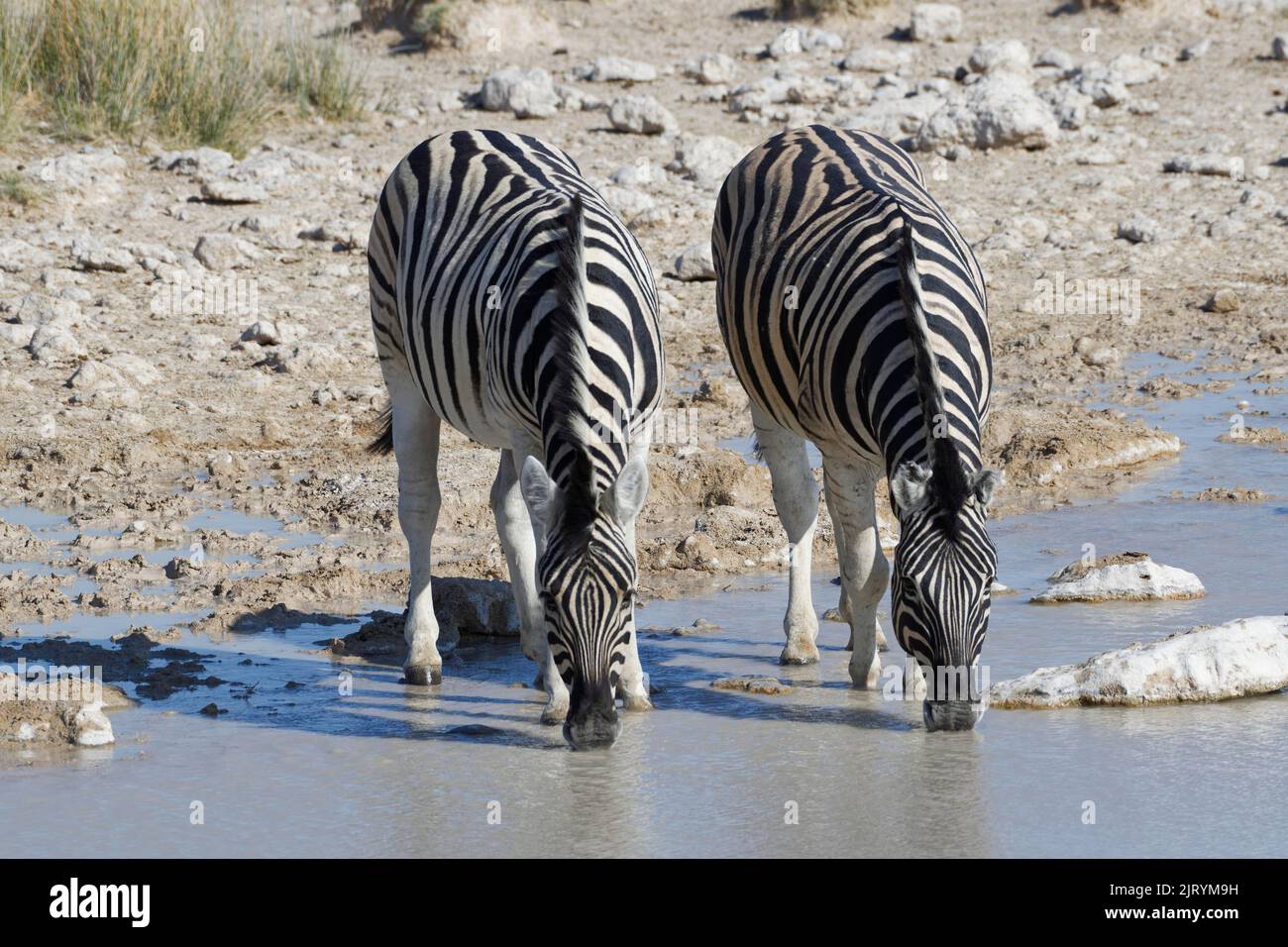 Burchells zebras (Equus quagga burchellii), two adults drinking at waterhole, Etosha National Park, Namibia, Africa Stock Photo