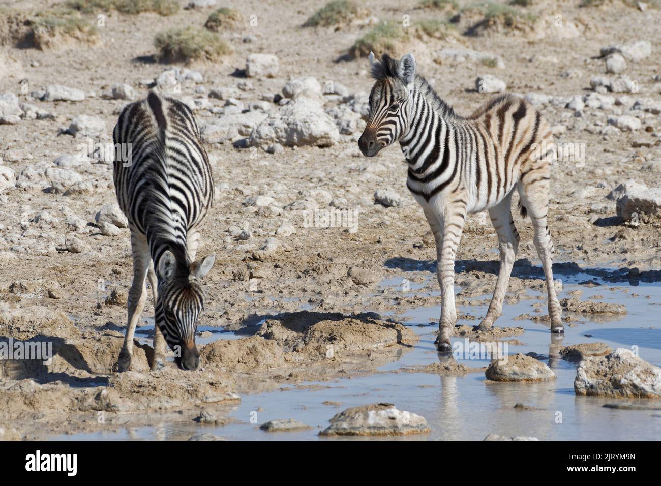 Burchells zebras (Equus quagga burchellii), two zebra foals at waterhole, Etosha National Park, Namibia, Africa Stock Photo