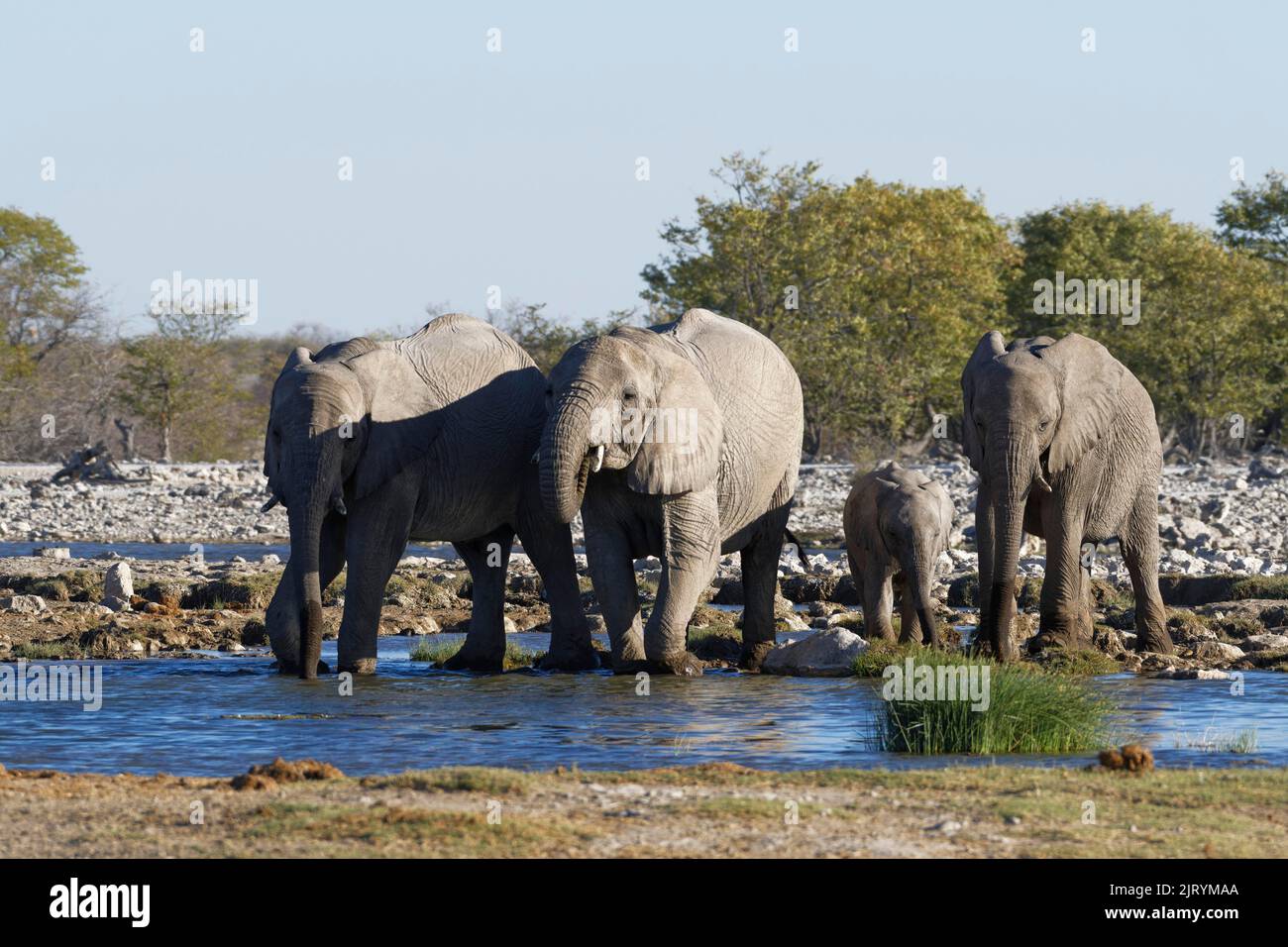 African bush elephants (Loxodonta africana), herd with elephant baby drinking at a waterhole, Etosha National Park, Namibia, Africa Stock Photo