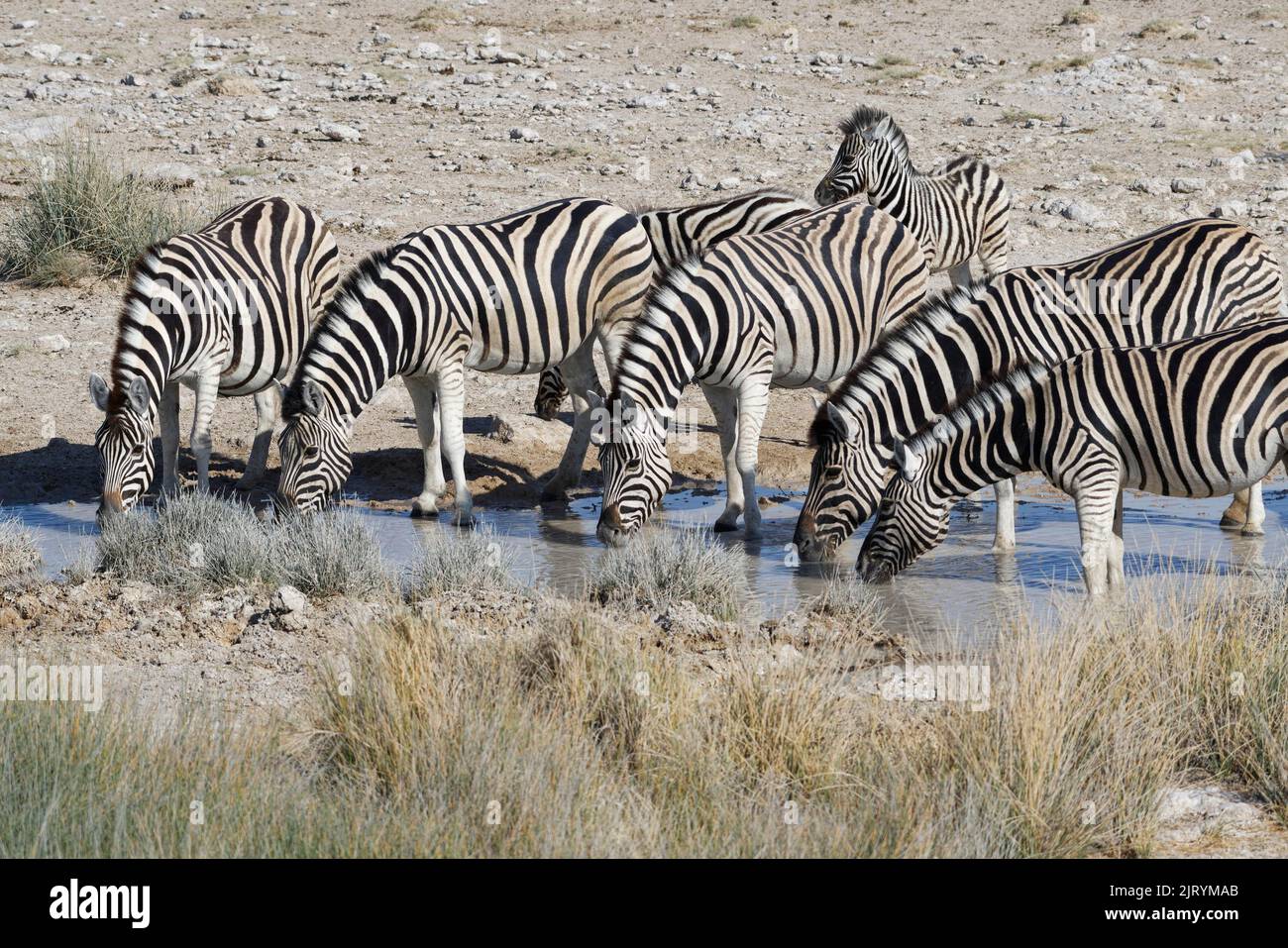 Burchells zebras (Equus quagga burchellii), herd drinking at waterhole, Etosha National Park, Namibia, Africa Stock Photo