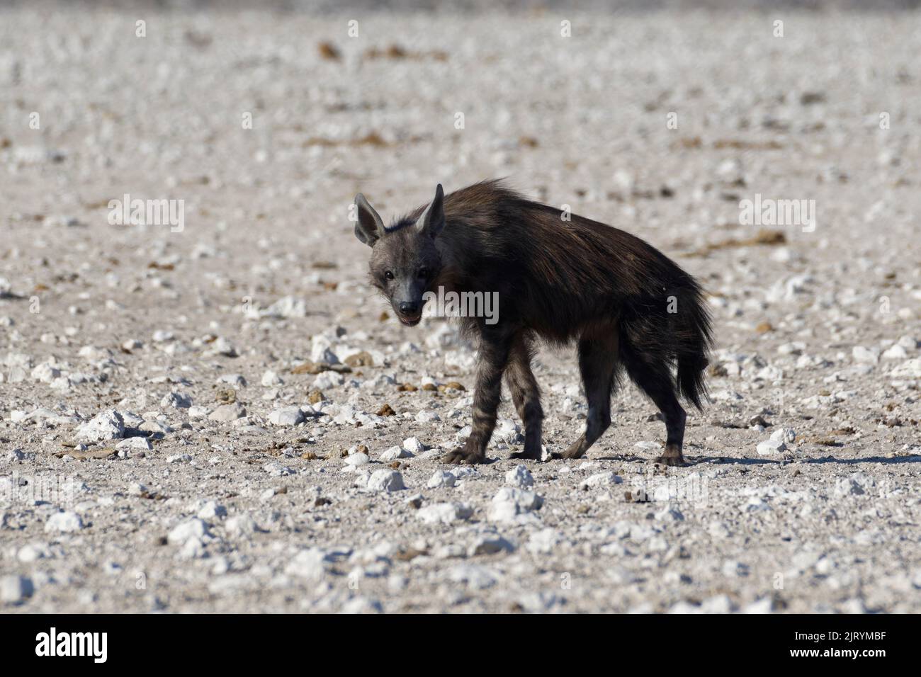 Brown hyena (Parahyaena brunnea), adult, on arid land, Etosha National Park, Namibia, Africa Stock Photo