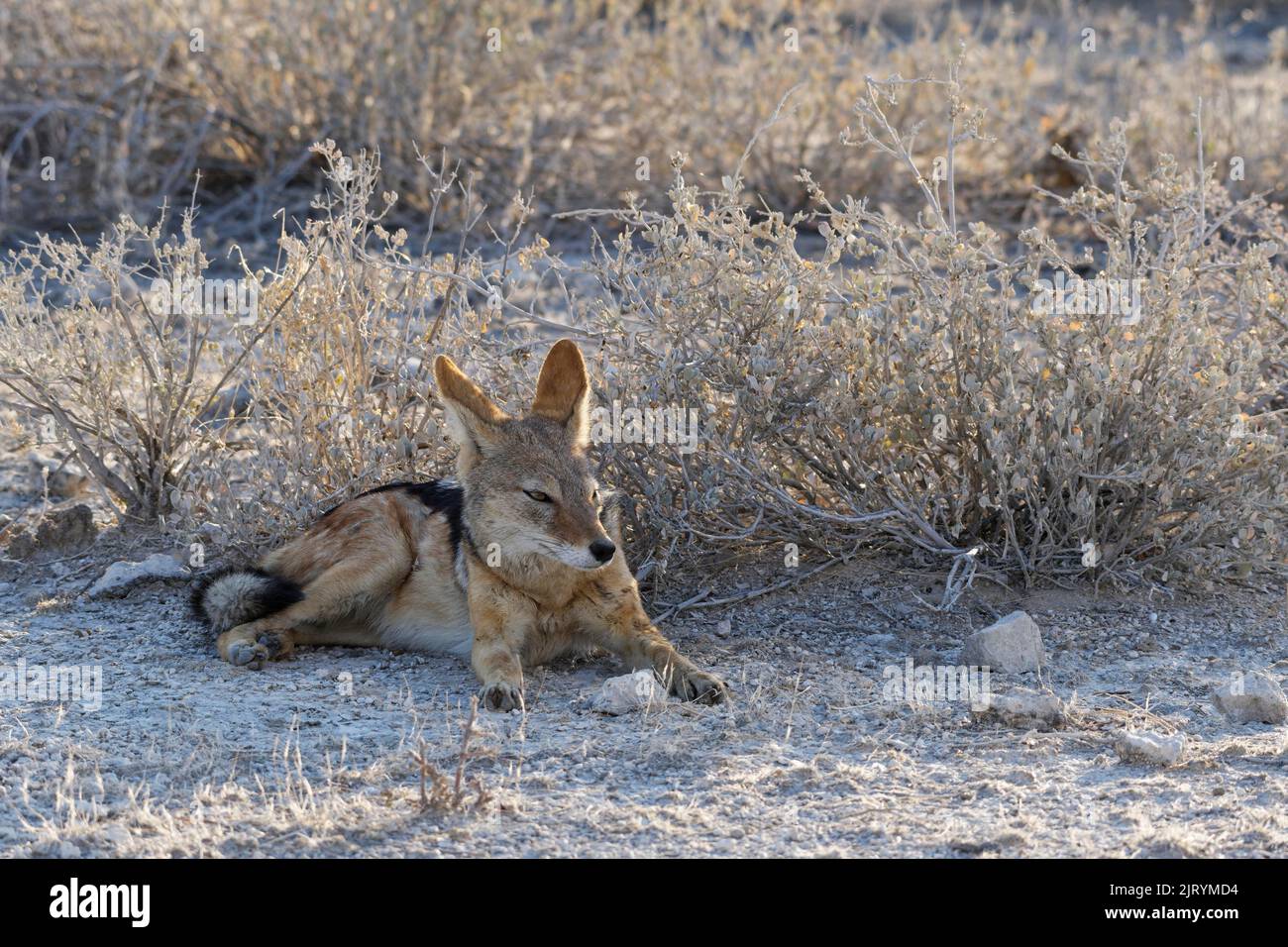 Black-backed jackal (Canis mesomelas), resting male, lying in the shade of the setting sun, Etosha National Park, Namibia, Africa Stock Photo