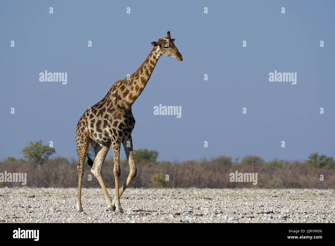 Angolan giraffe (Giraffa camelopardalis angolensis), adult male, injury in the head, one less horn, walking towards the waterhole, Etosha National Par Stock Photo