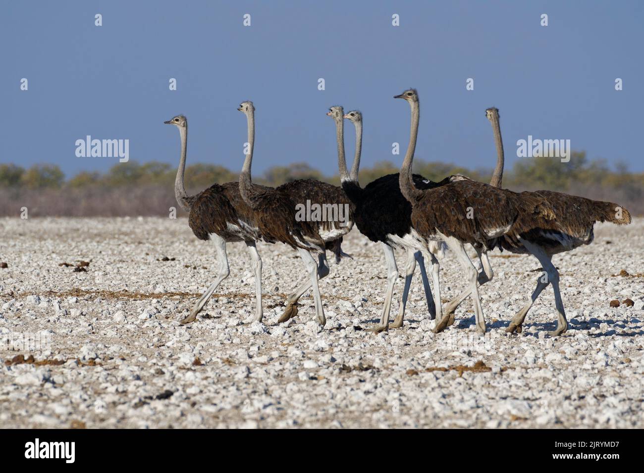 South African ostriches (Struthio camelus australis), herd walking, male and female adult ostriches leaving waterhole, Etosha National Park, Namibia, Stock Photo