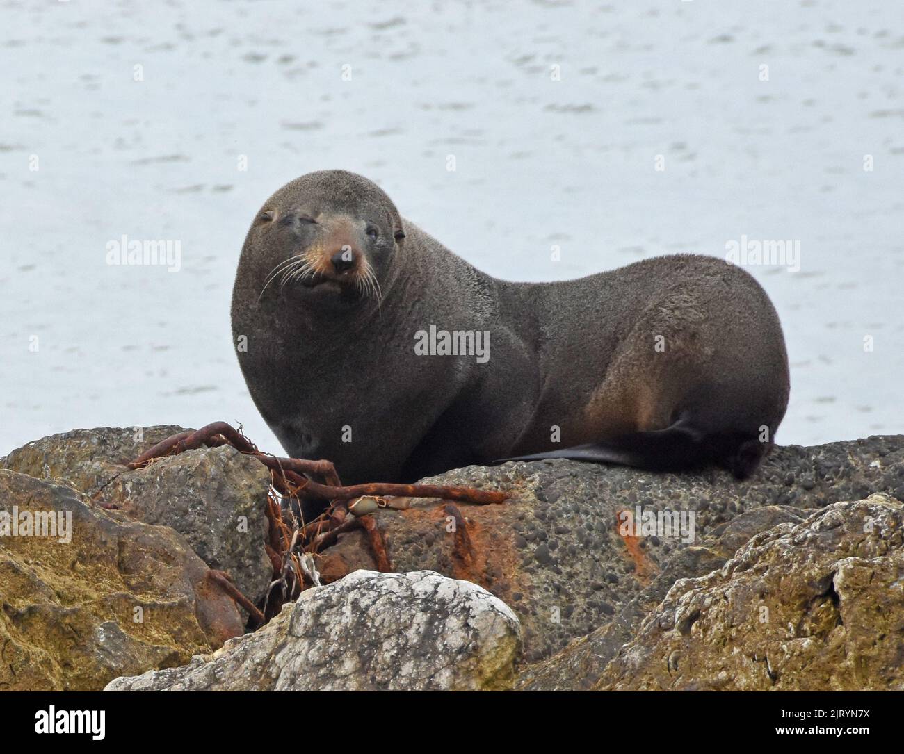 Sea Lion resting on rock Stock Photo