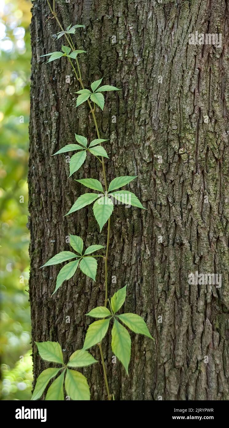 Ivy leaf young old hires stock photography and images Alamy