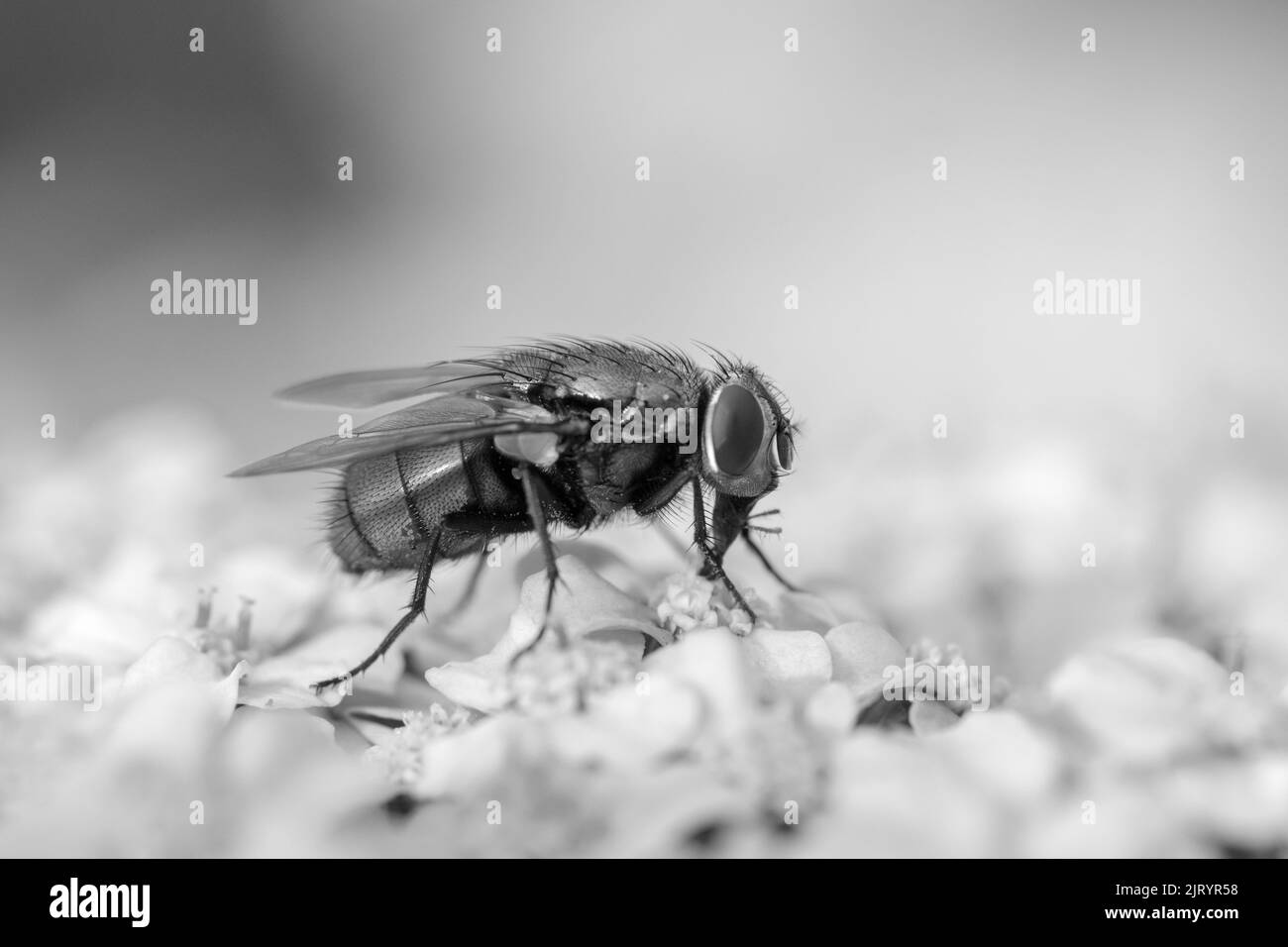 Black and white image of a Green Bottle Fly (Phaenicia sericata) on Achillea millefollium Stock Photo