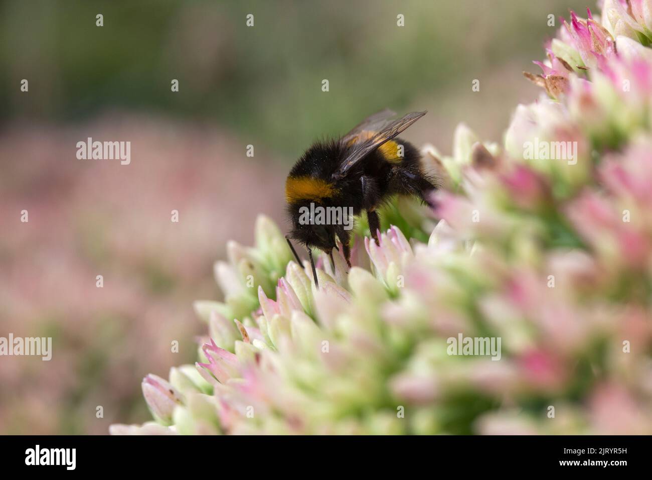 Bumblebee collecting pollen on Hylotelephium 'Herbstfreude' (Pink Sedum) Stock Photo