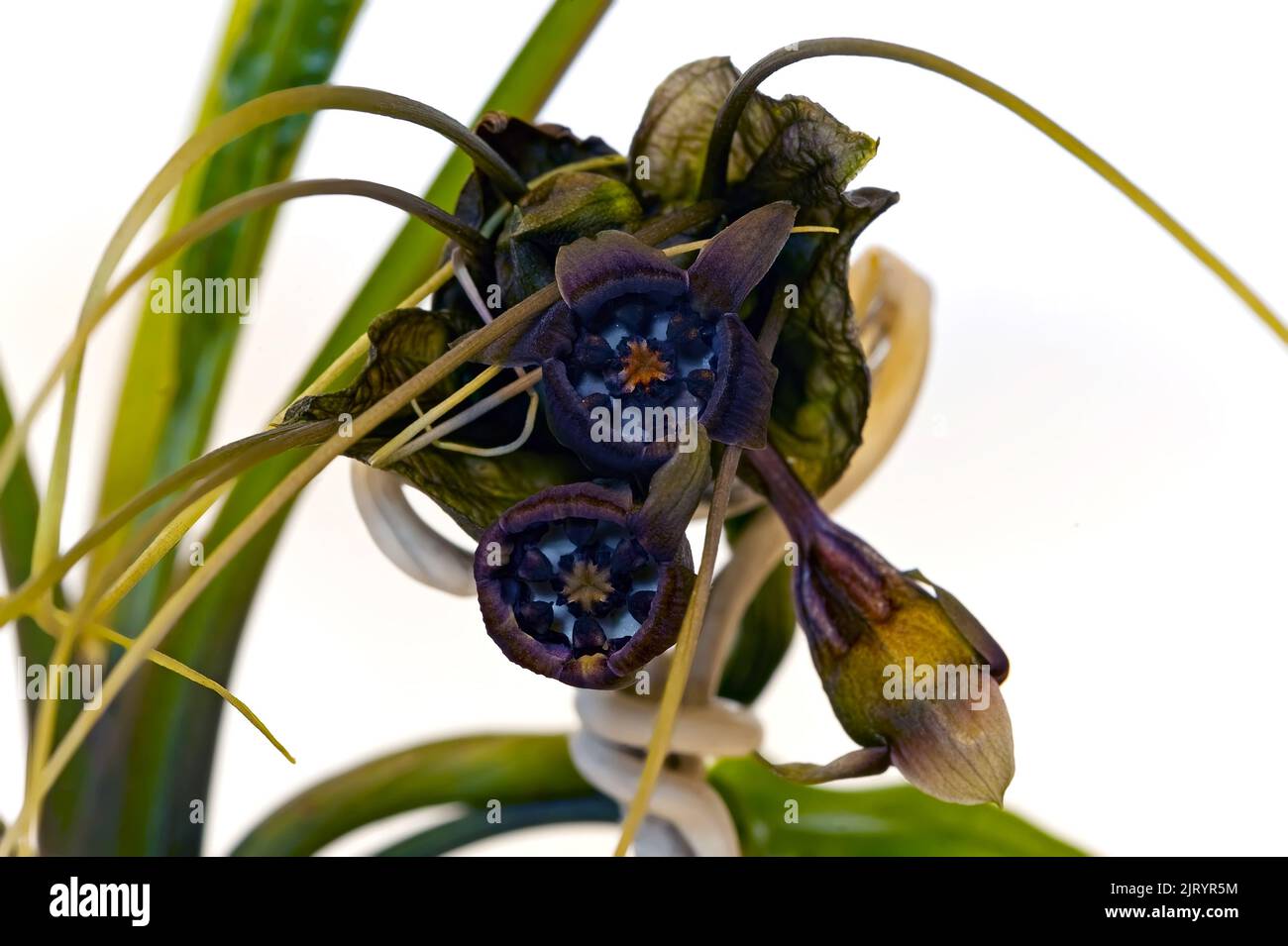 Black batflower (aka tacca, cat's whiskers, devil flower) isolated on white background Stock Photo