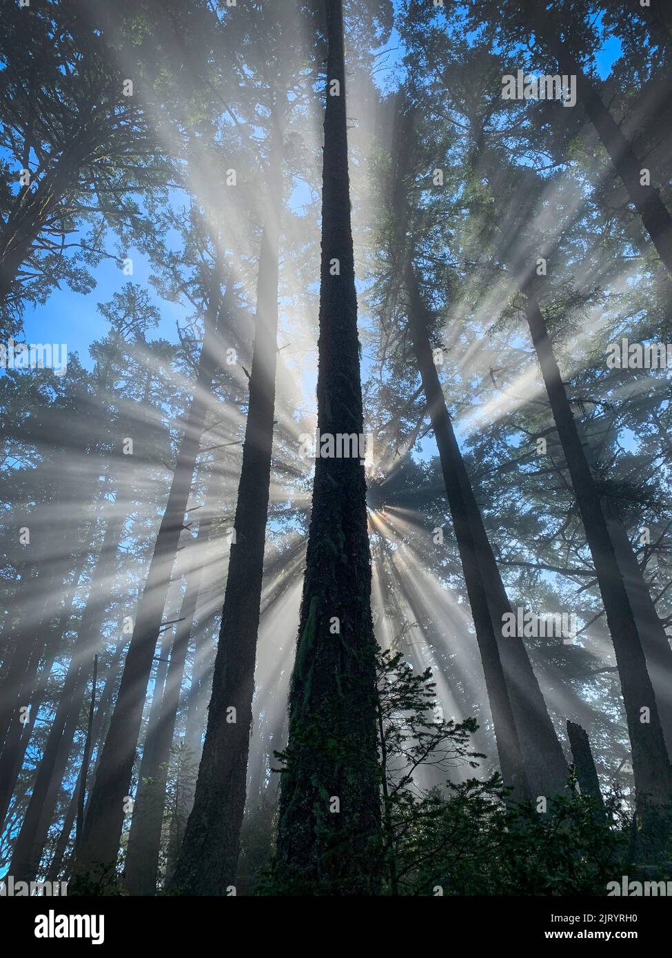 Sunrays through redwoods, Mount Tamalpais Stock Photo