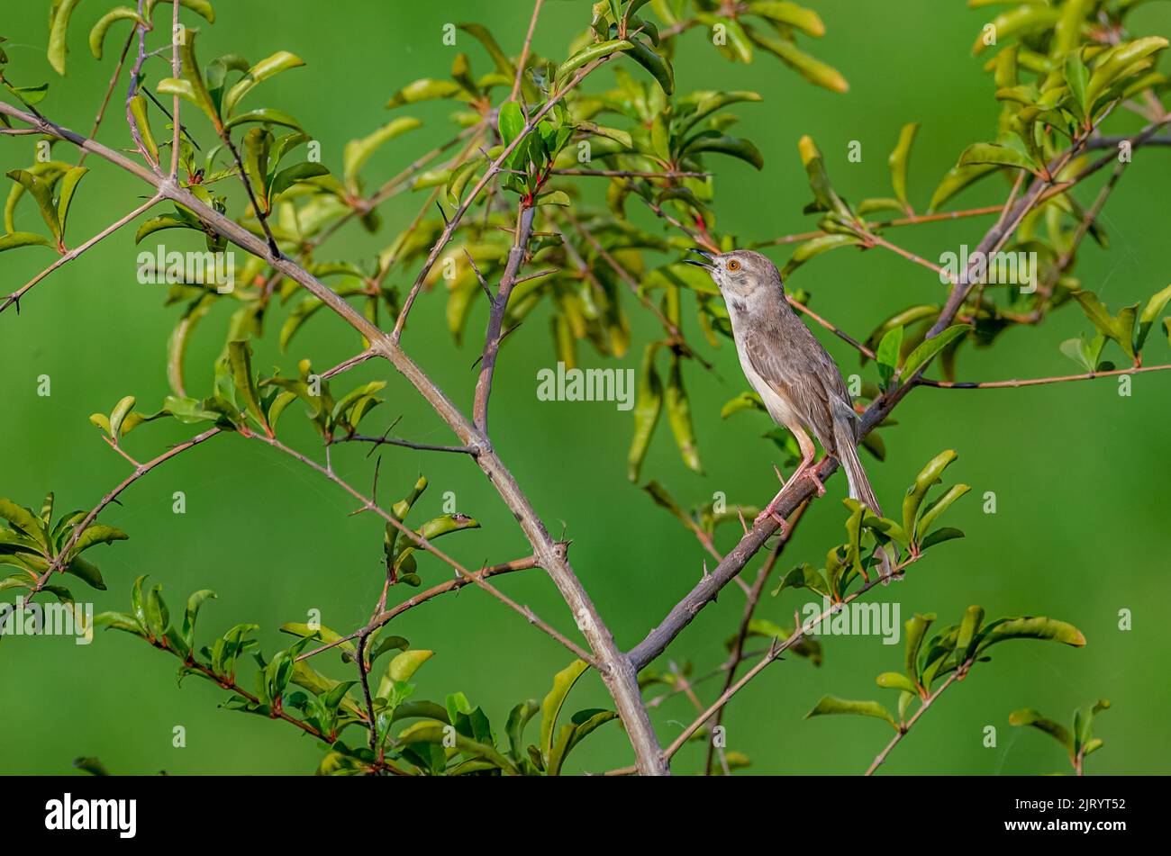 small bird on the tree in blur green background, The plain prinia, also known as the plain wren-warbler or white-browed wren-warbler Stock Photo