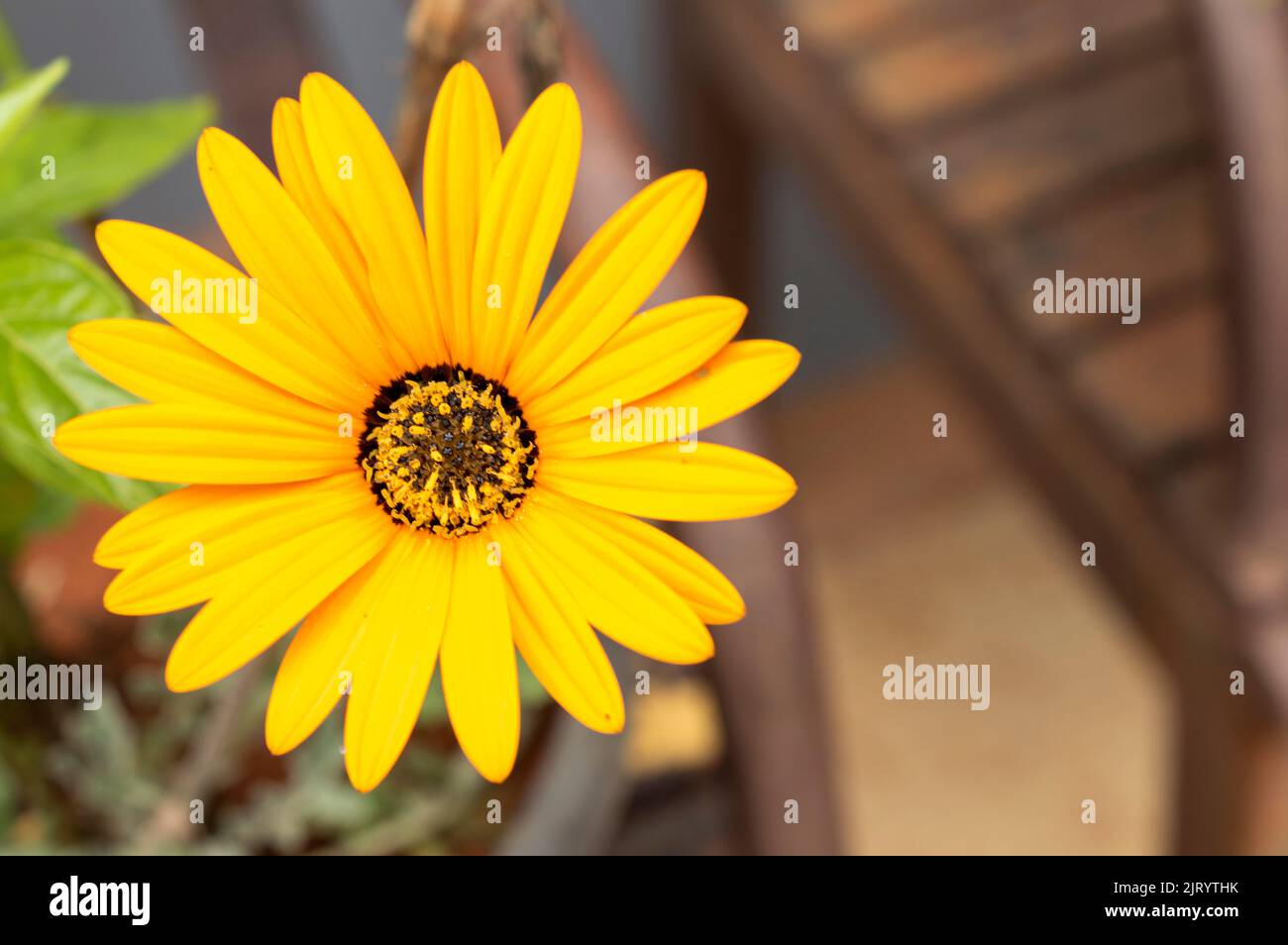 Single yellow daisy flower or black-eyed Susan is the plant commonly used in gardens and ceremonies to celebrate, memorialize Stock Photo