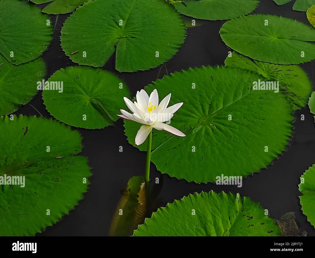 kannaidile-hi-res-stock-photography-and-images-alamy