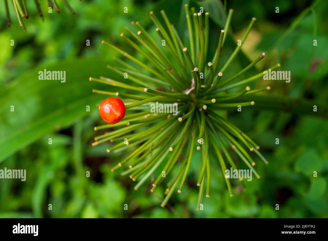 An inflorescence is a group or cluster of flowers arranged on a stem that is composed of a main