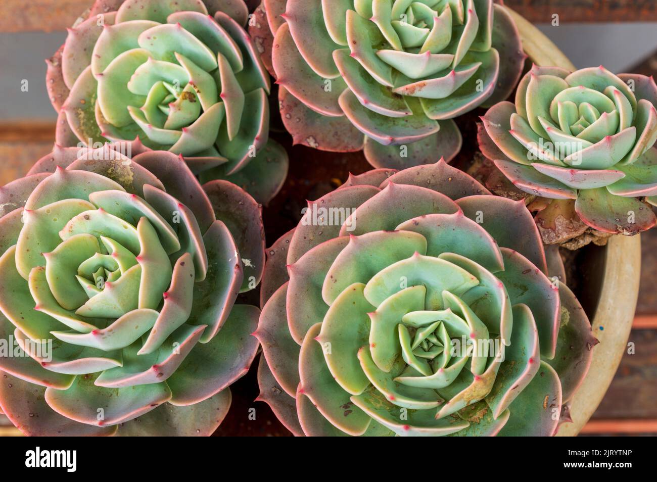 A succulent is any plant that stores water in juicy leaves, stems or