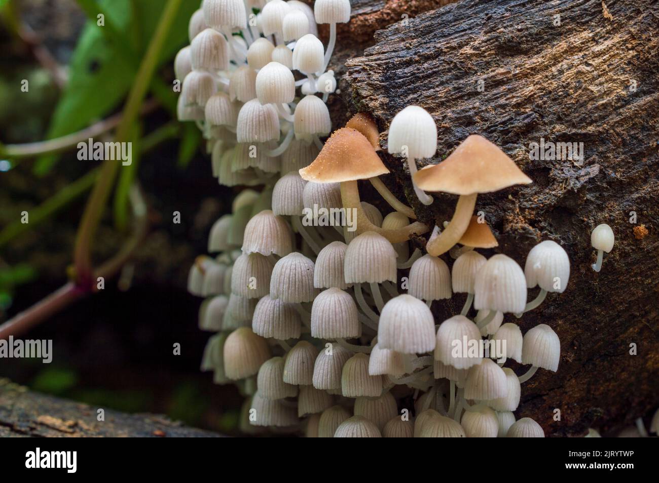 A mushroom is the fleshy, spore bearing fruiting body of a fungus