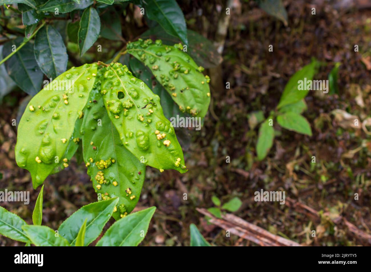 Infectious plant diseases are caused by living agents or pathogens. Here are some infected green leaves in focus. Stock Photo